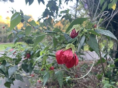Callianthe