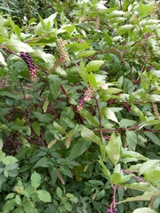 Phytolacca americana