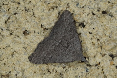 Dichromodes indicataria