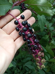 Phytolacca americana