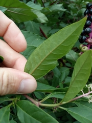 Phytolacca americana