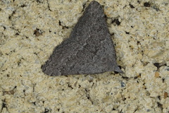 Dichromodes indicataria