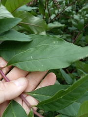 Phytolacca americana
