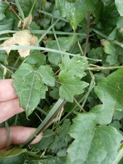 Clematis vitalba