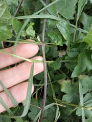 Clematis vitalba