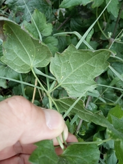 Clematis vitalba