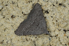 Dichromodes indicataria