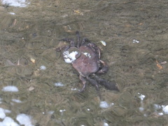 Geothelphusa dehaani