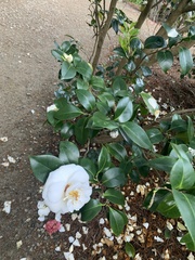 Camellia