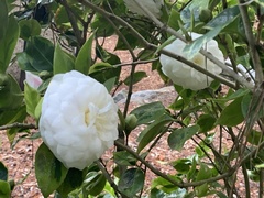 Camellia