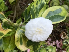 Camellia