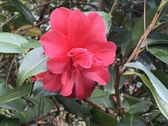 Camellia