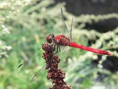 Sympetrum darwinianum