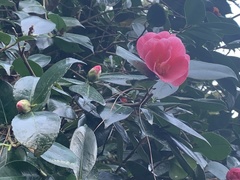 Camellia