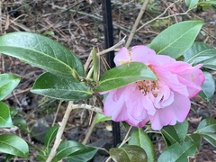 Camellia