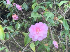 Camellia