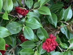 Camellia