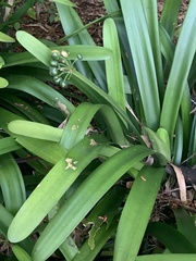 Clivia