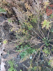 Artemisia leucophylla