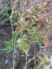 Artemisia leucophylla