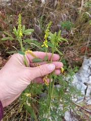 Melilotus officinalis