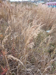 Calamagrostis purpurea