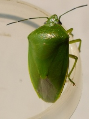 Glaucias subpunctatus