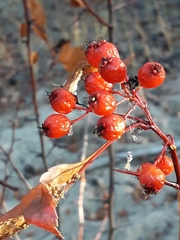 Crataegus dahurica
