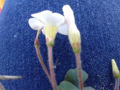 Oxalis punctata