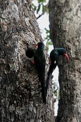 Phoeniculus purpureus marwitzi