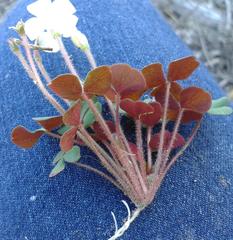 Oxalis punctata