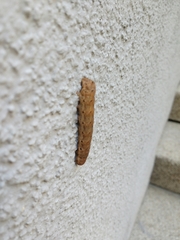 Noctua fimbriata