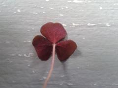 Oxalis punctata