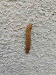 Noctua fimbriata