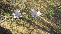 Oxalis livida livida