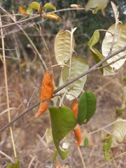 Croton dichogamus image