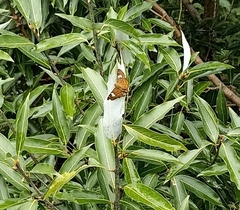 Pseudocoladenia dan fatih
