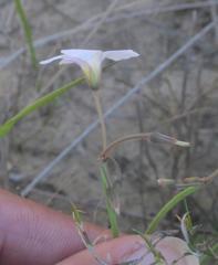 Oxalis livida livida