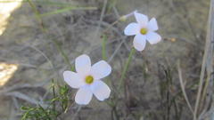 Oxalis livida livida