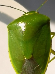 Glaucias subpunctatus
