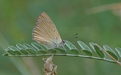 Polyommatus humedasae