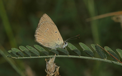 Polyommatus humedasae