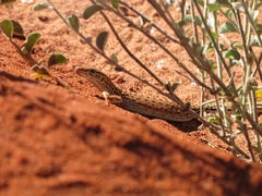 Varanus eremius