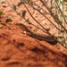 Rusty Desert Monitor - Photo (c) ppolito, some rights reserved (CC BY-NC)