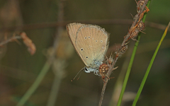 Polyommatus humedasae