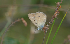 Polyommatus humedasae