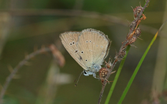 Polyommatus humedasae