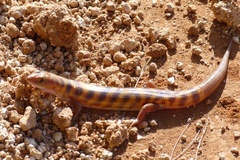 Eremiascincus richardsonii