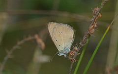 Polyommatus humedasae