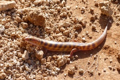 Eremiascincus richardsonii